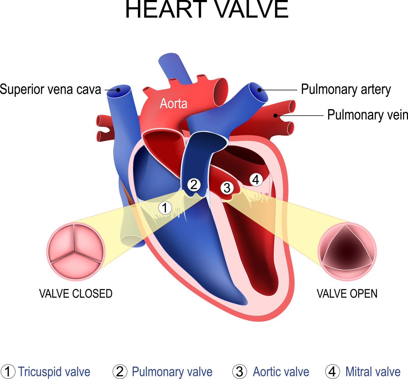 Heart Valve