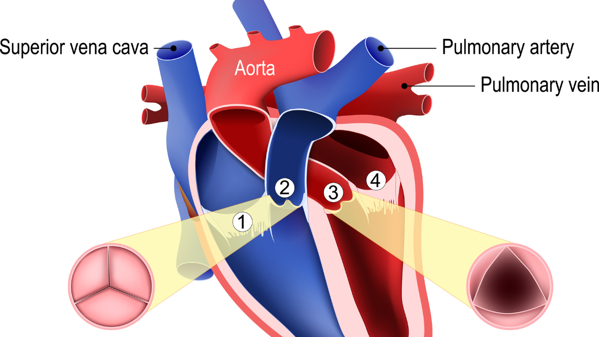 Heart Valve